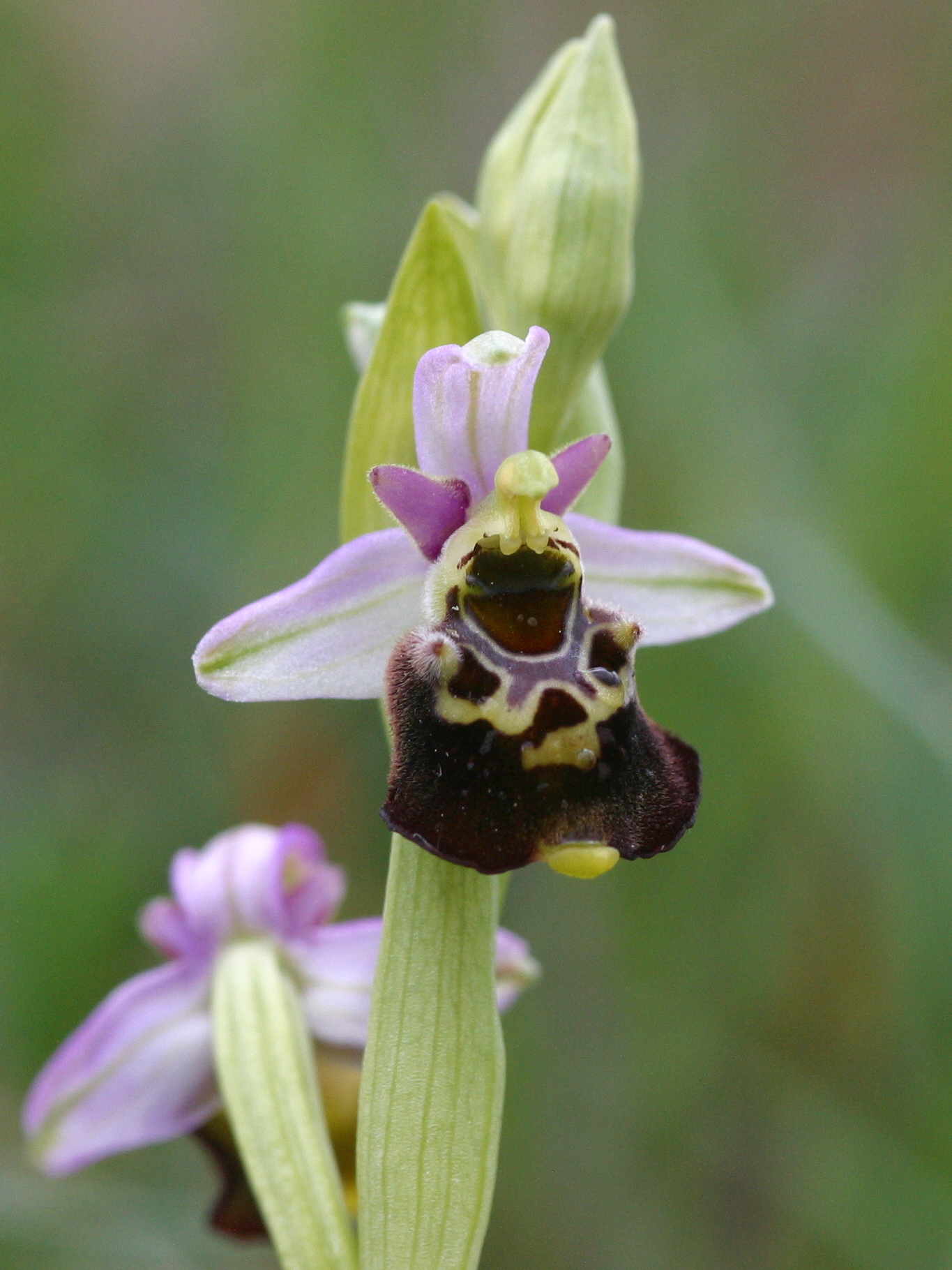 Afficher le média ophrys_fuciflora2md ophrys_fuciflora2md