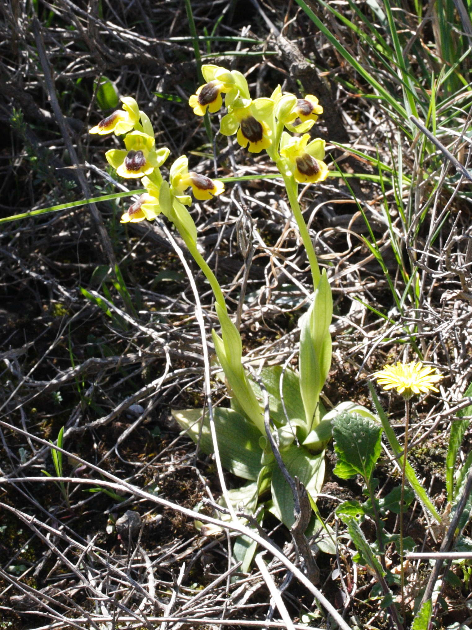 ophrys_lutea4md