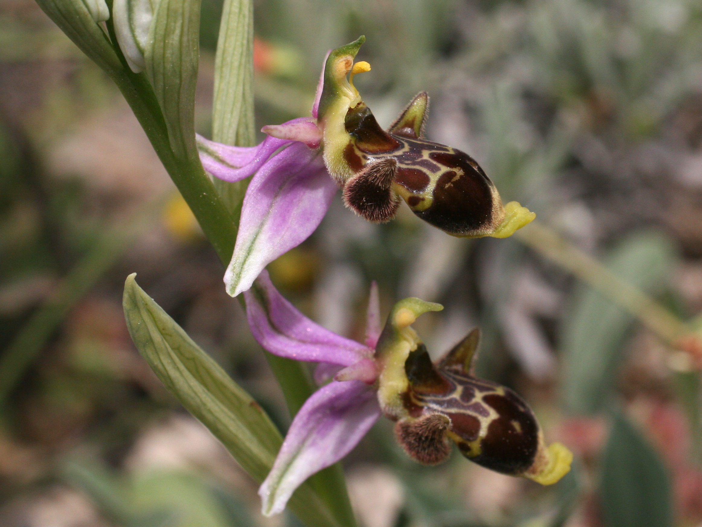 ophrys_scolopax4md