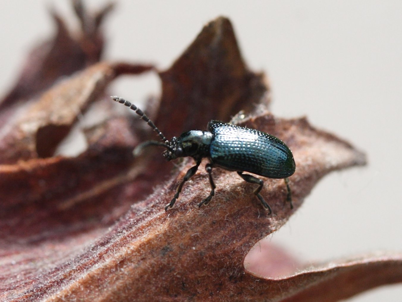 Afficher le média oulema_gallaeciana2bd oulema_gallaeciana2bd