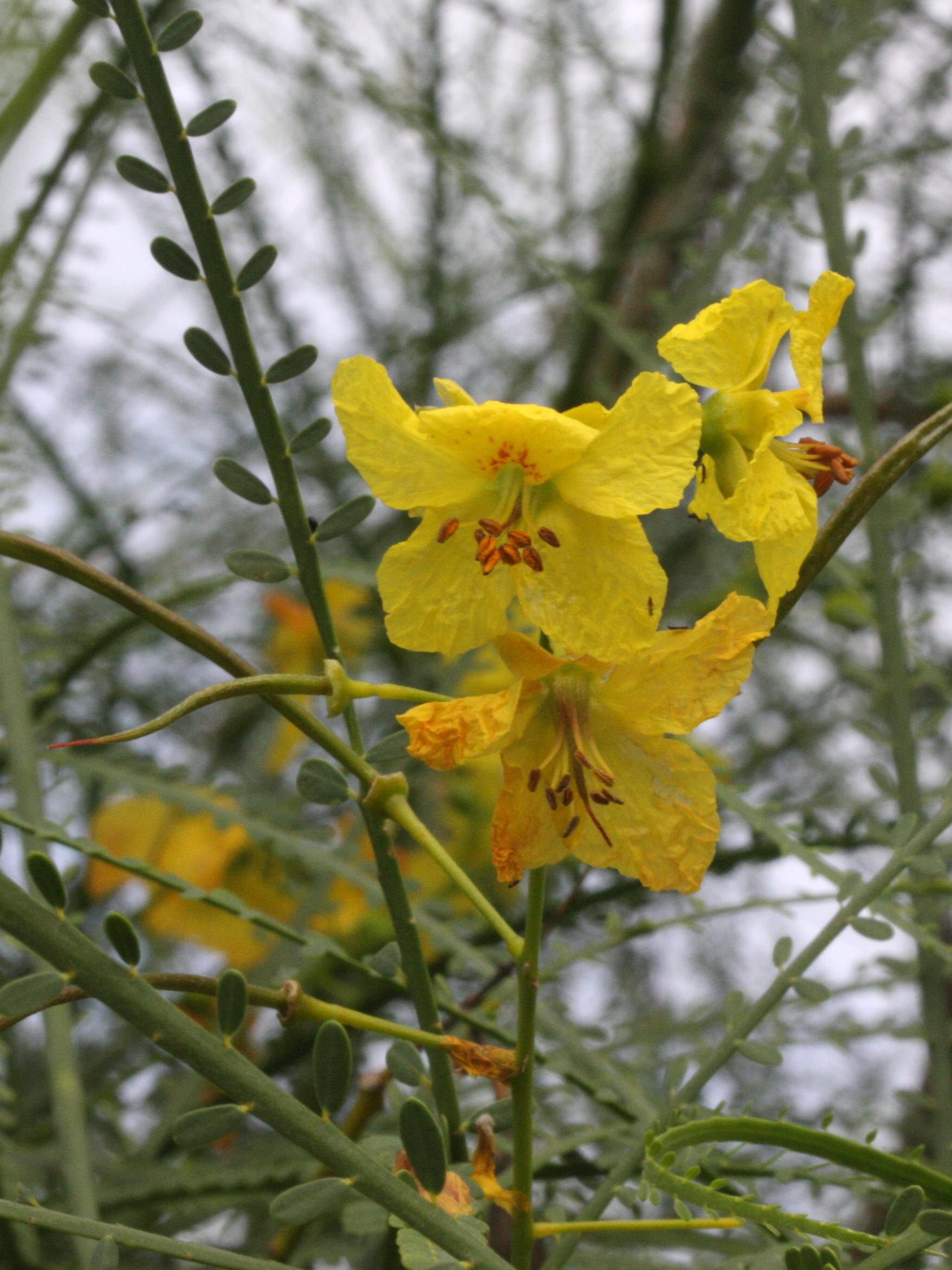 parkinsonia_aculeata4md