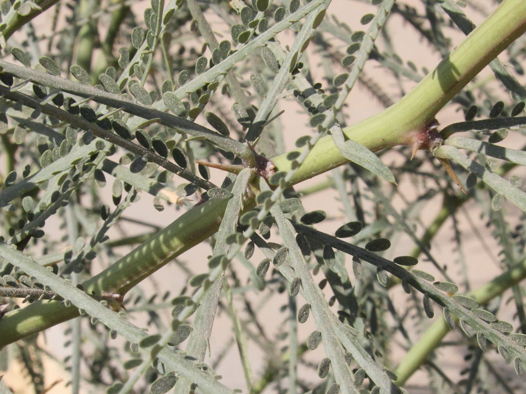 parkinsonia_aculeata7bd