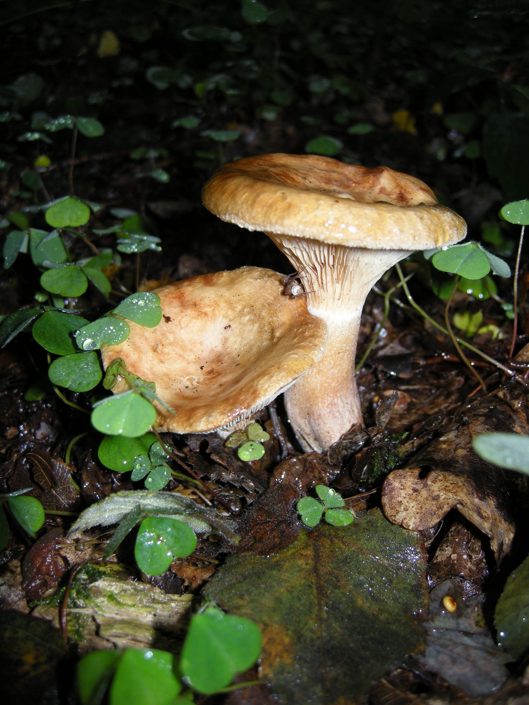 paxillus_involutus1md