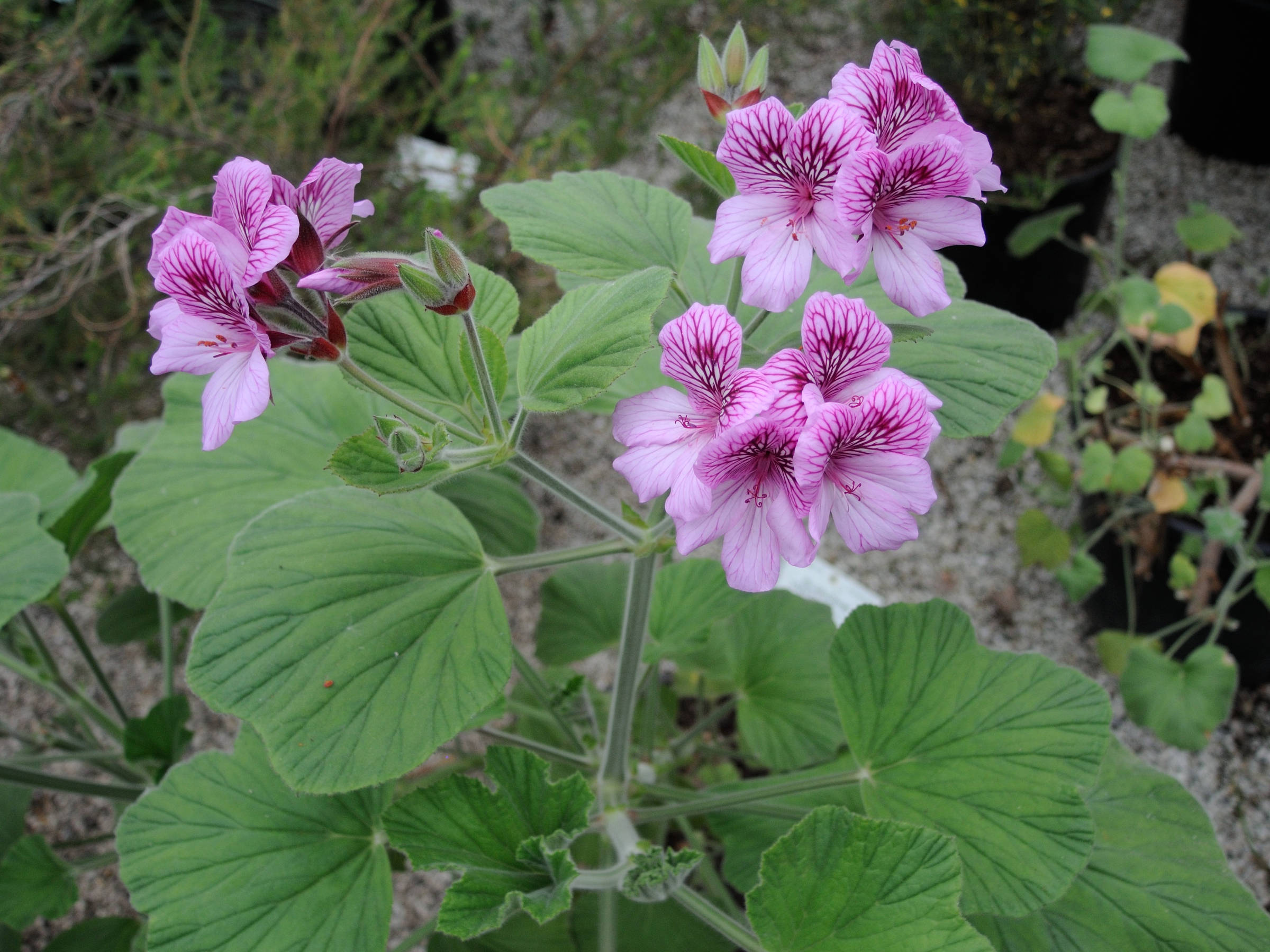 pelargonium_capitatum1md