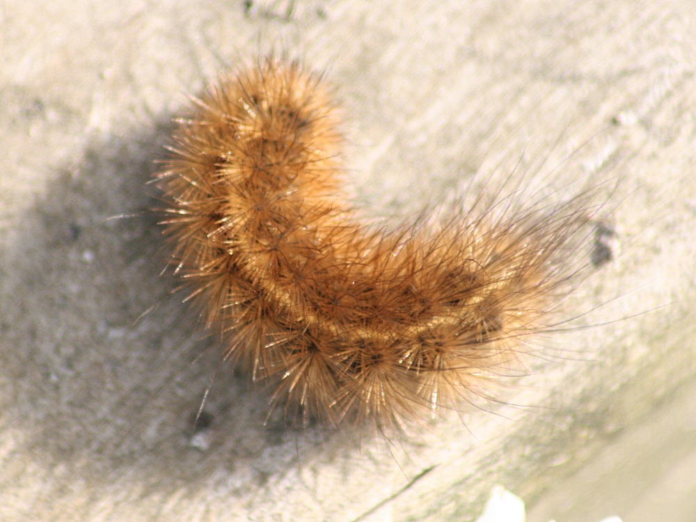 phragmatobia_fuliginosa_ch1md