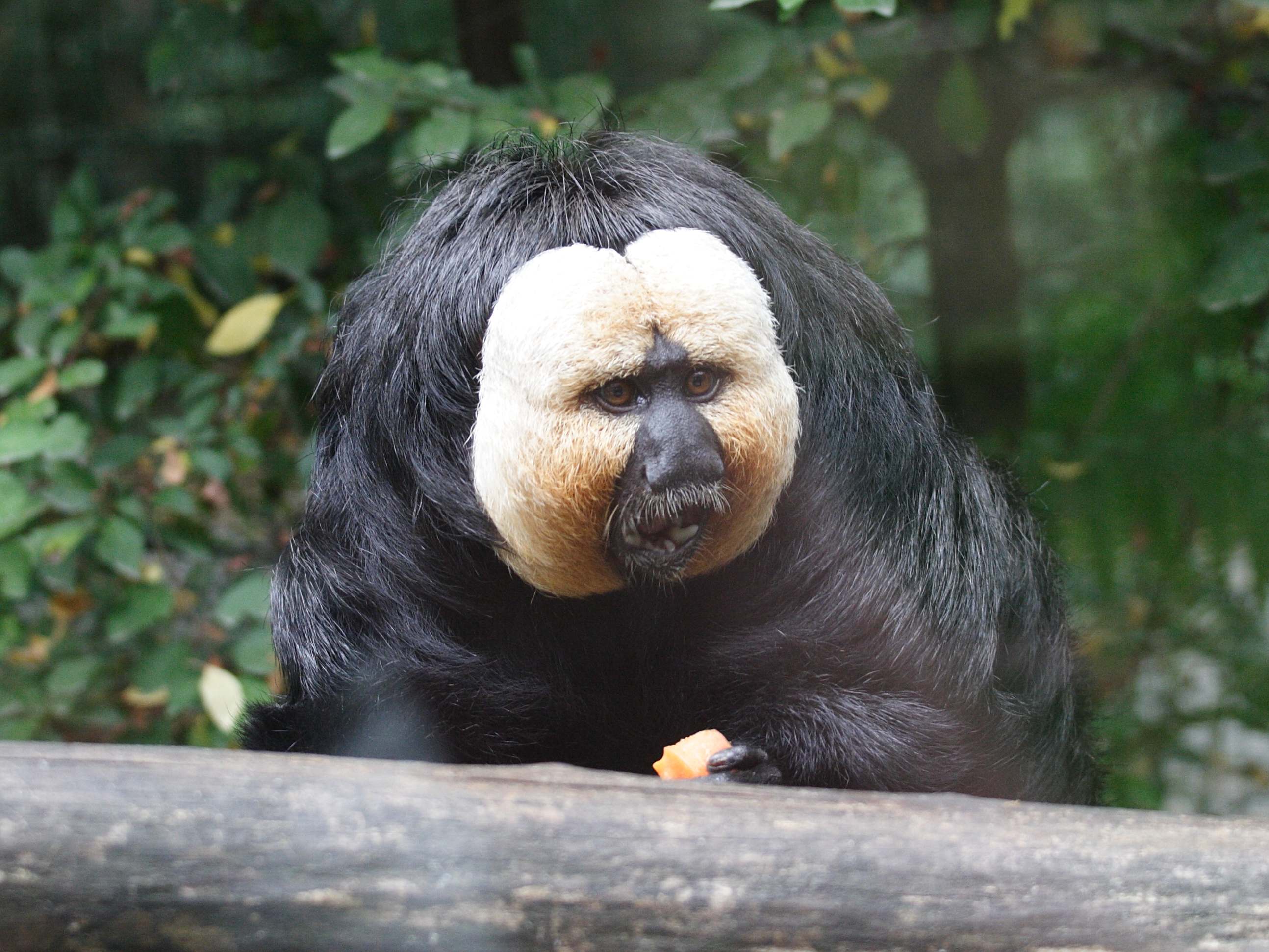 pithecia_pithecia3md