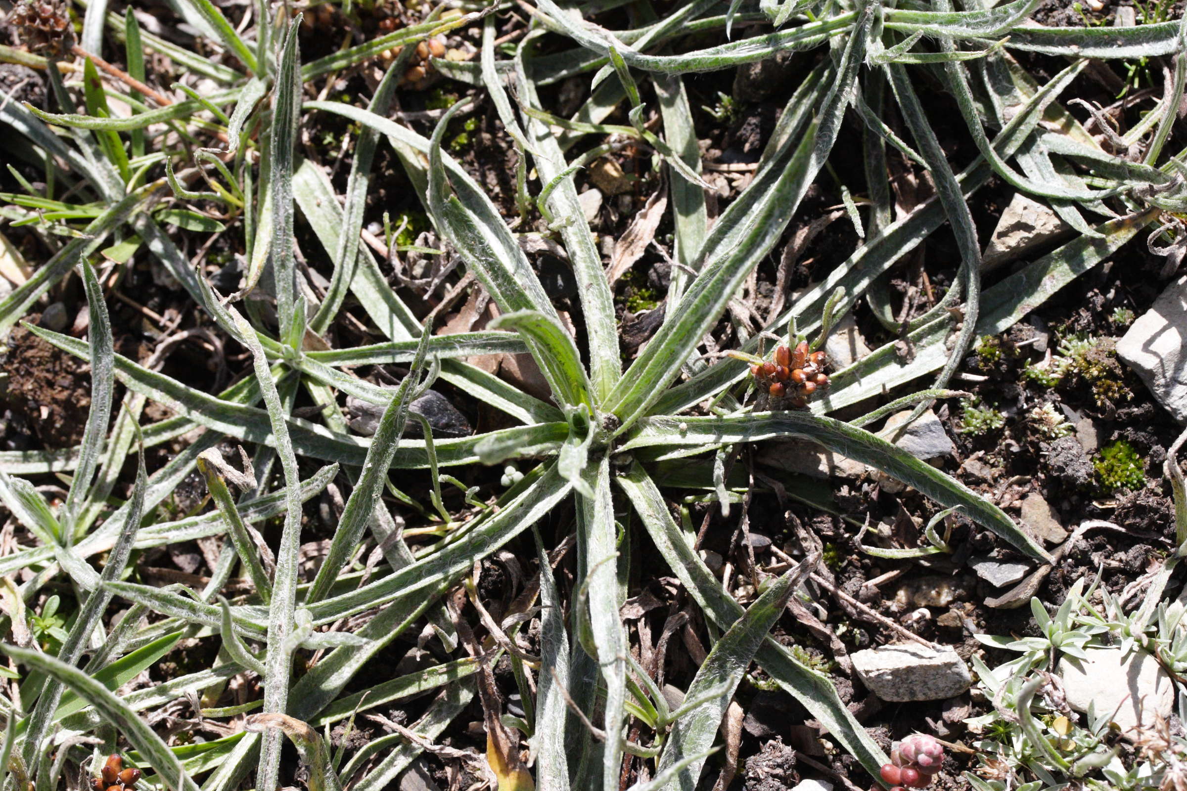 plantago_monosperma1md