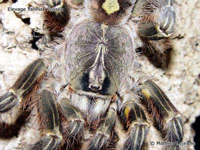 poecilotheria_rufilata2ml