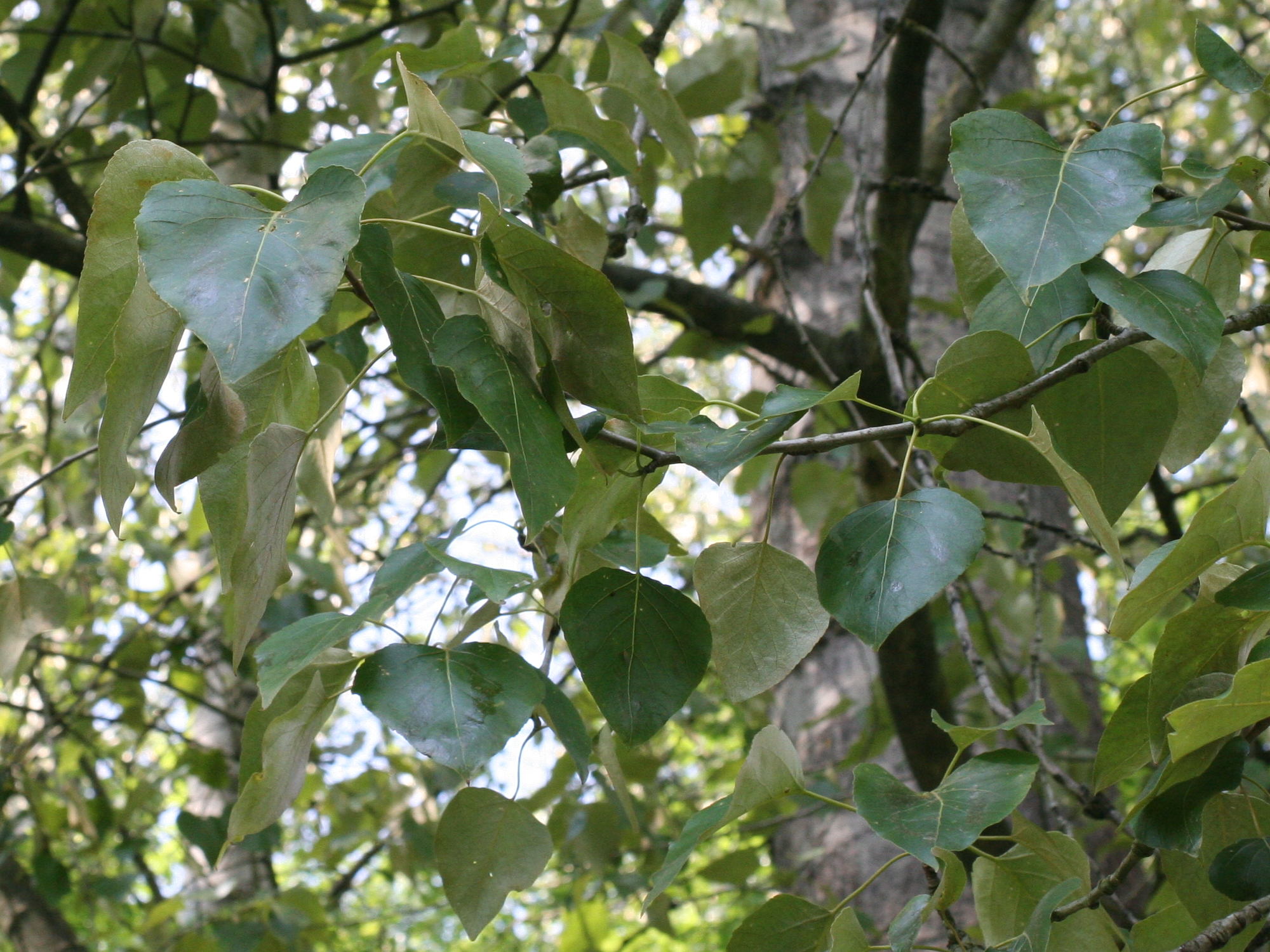 populus_trichocarpa2md