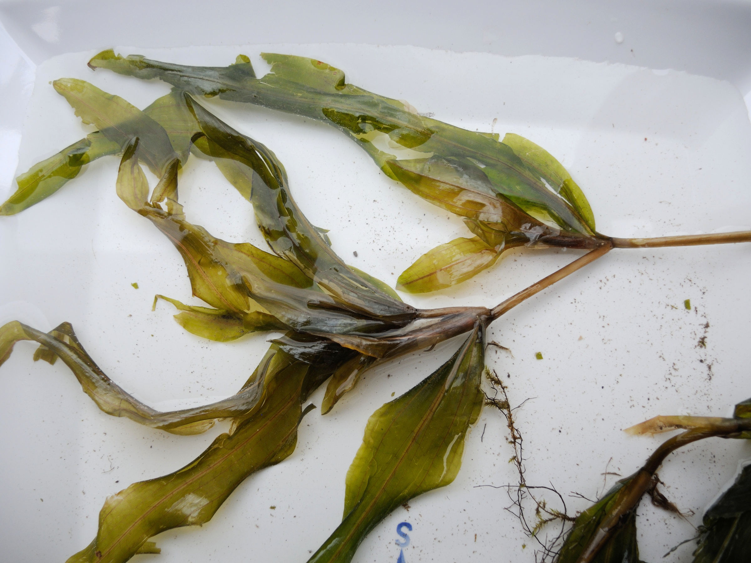 potamogeton_praelongus3md