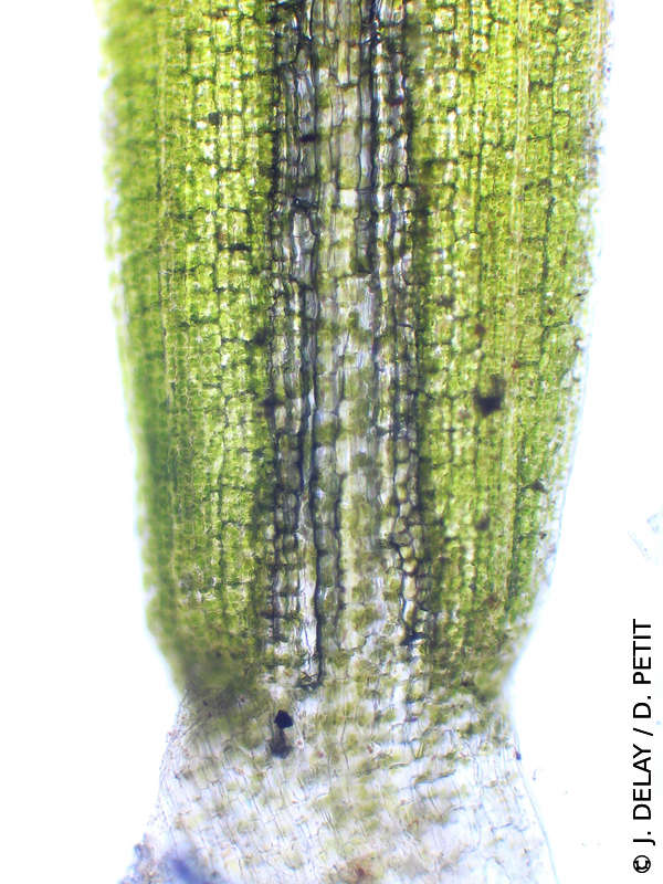 potamogeton_trichoides3dp