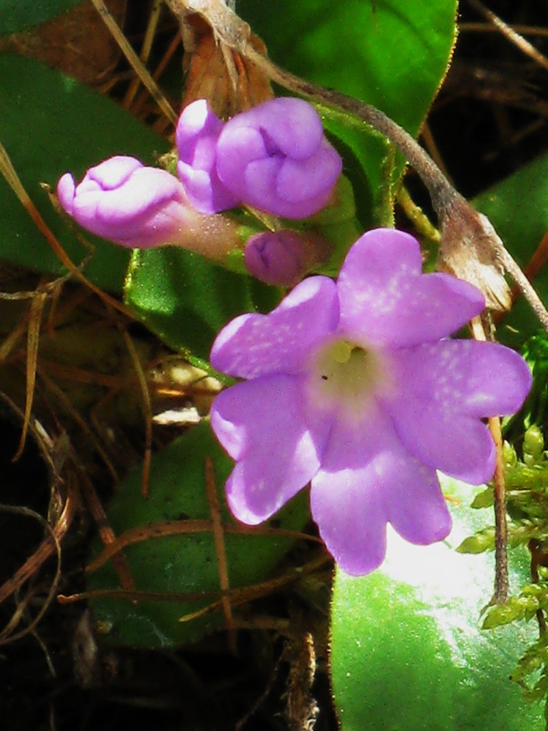 primula_pedemontana2mv