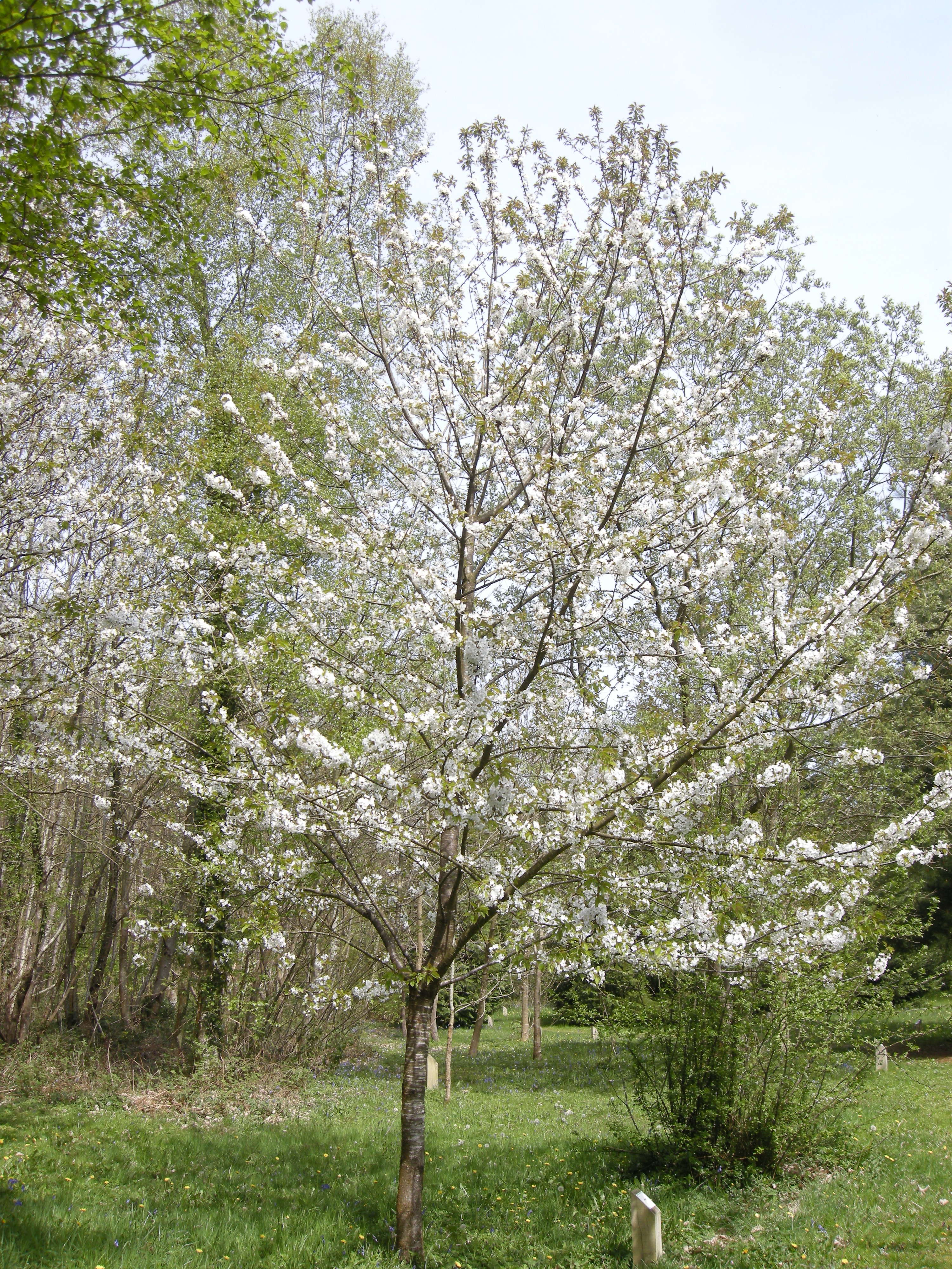 Afficher le média prunus_avium8md prunus_avium8md