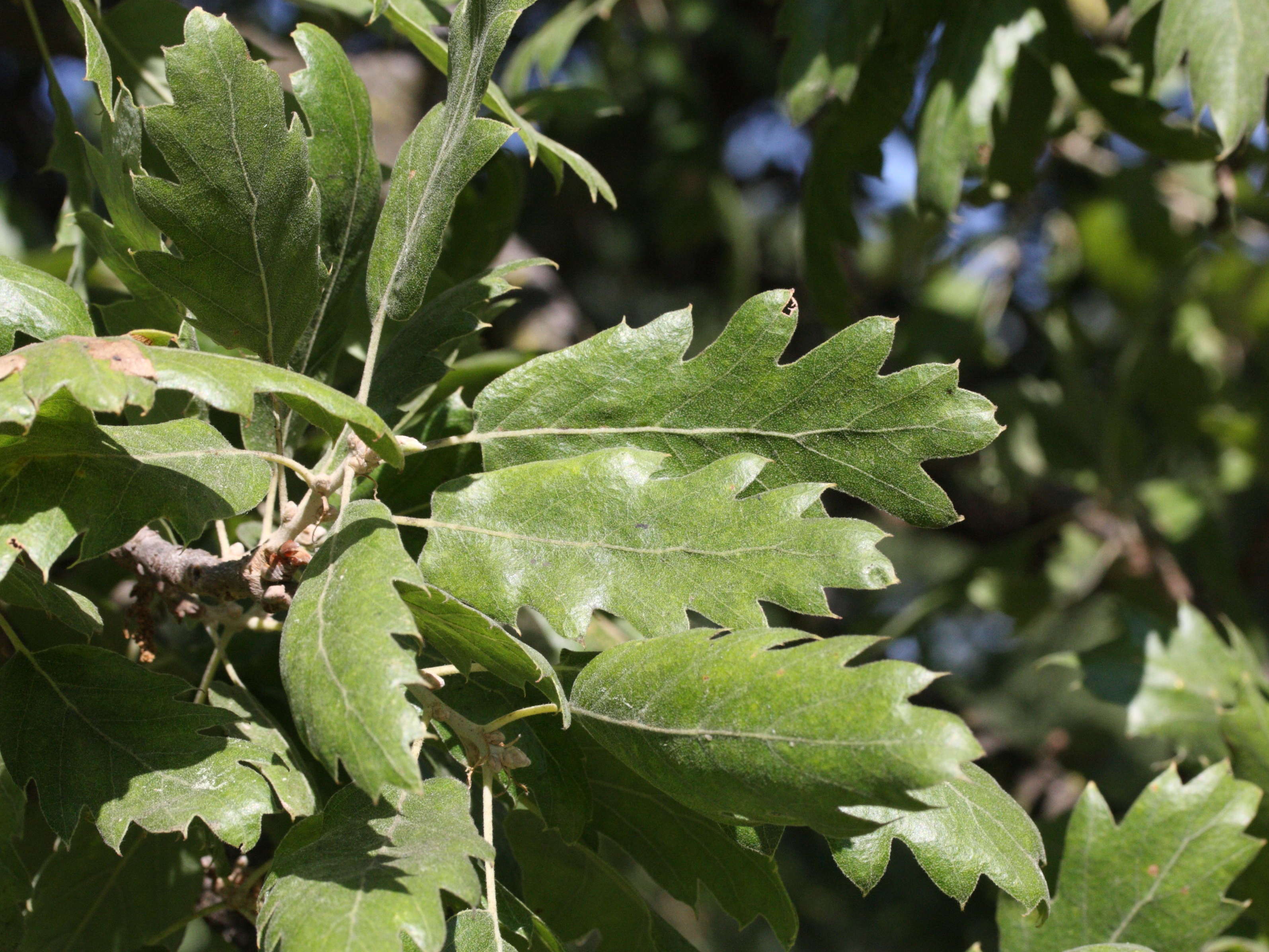 quercus_ithaburensis_macrolepis1md