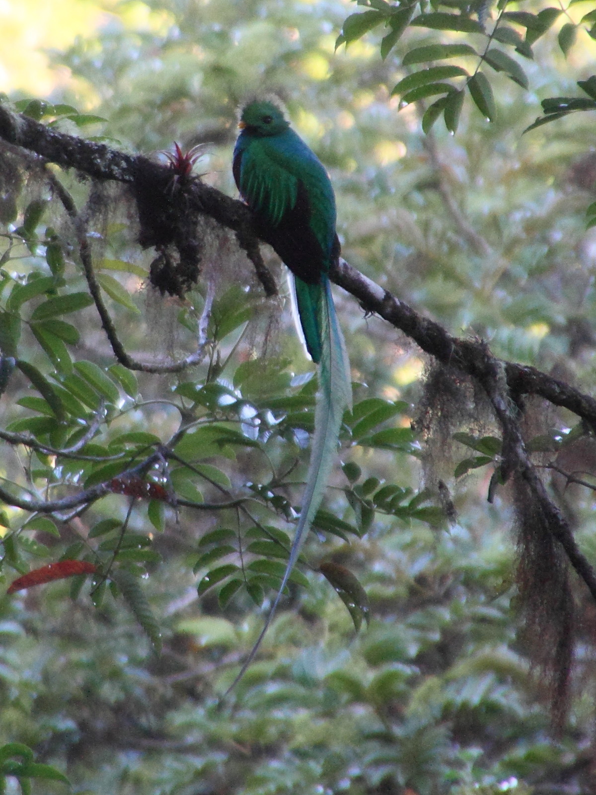 quetzal_resplendissant_-_pharomachus_mocinno1md