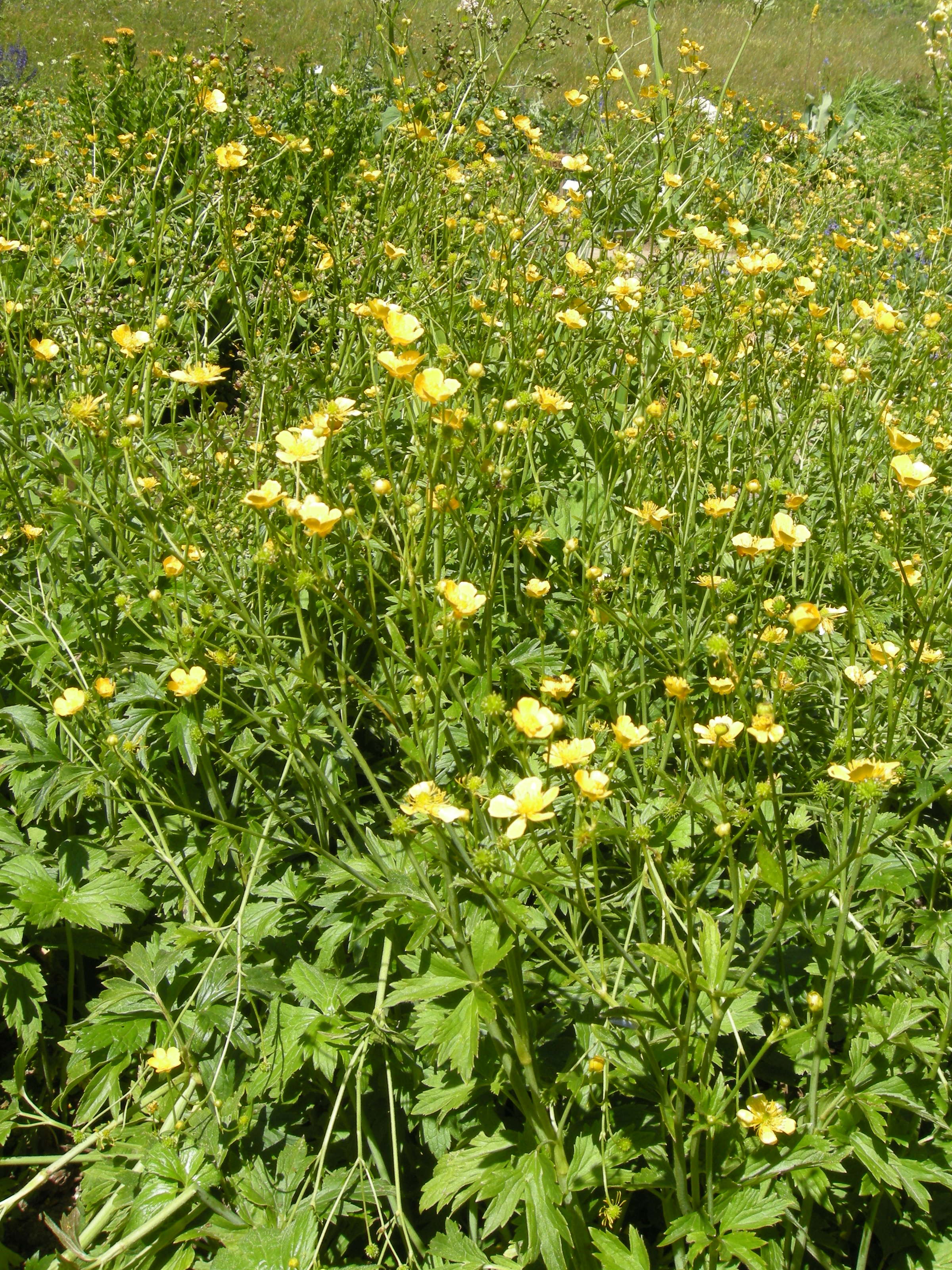 ranunculus_caucasicus1md