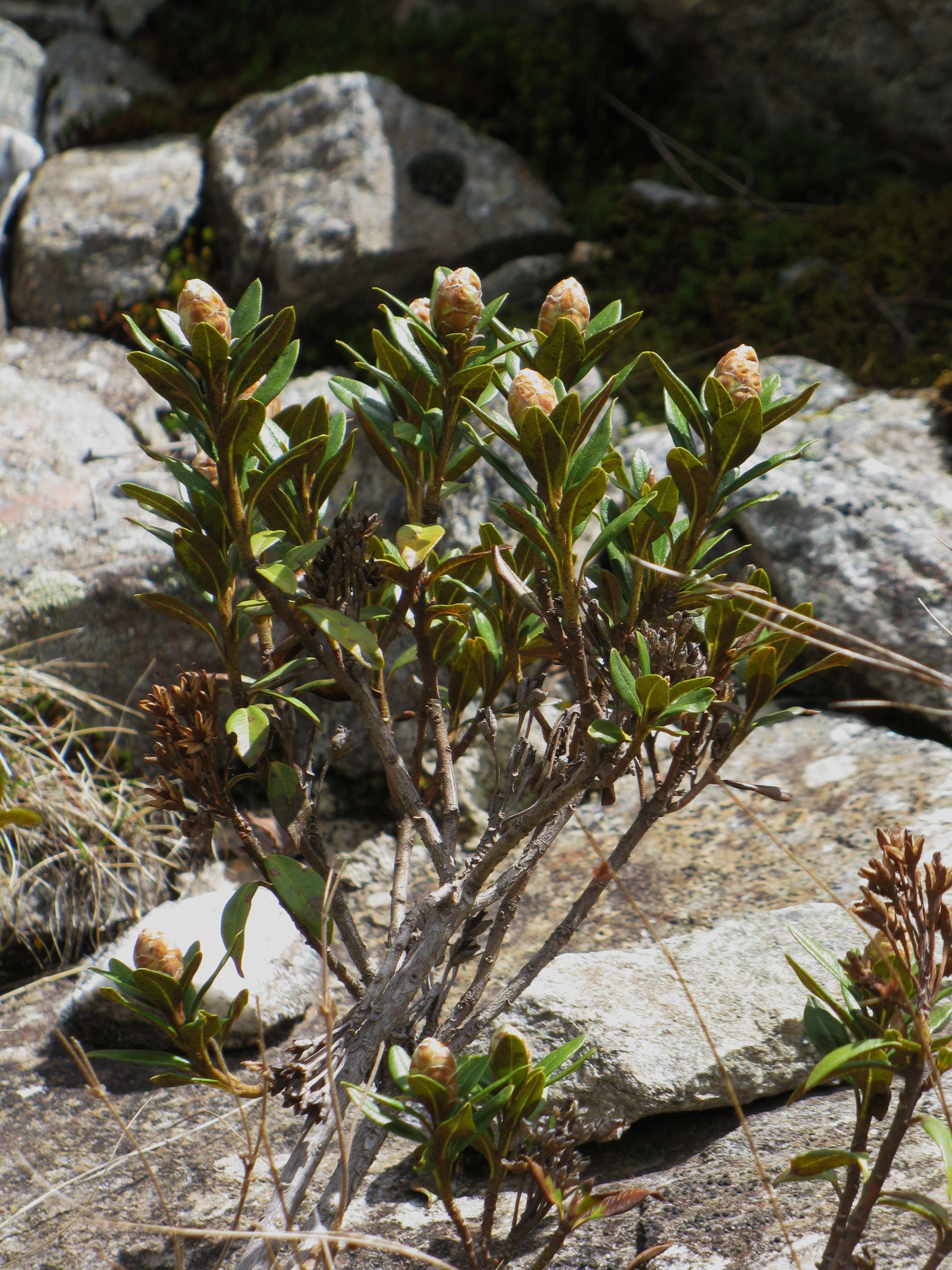 Afficher le média rhododendron_ferrugineum5mv rhododendron_ferrugineum5mv