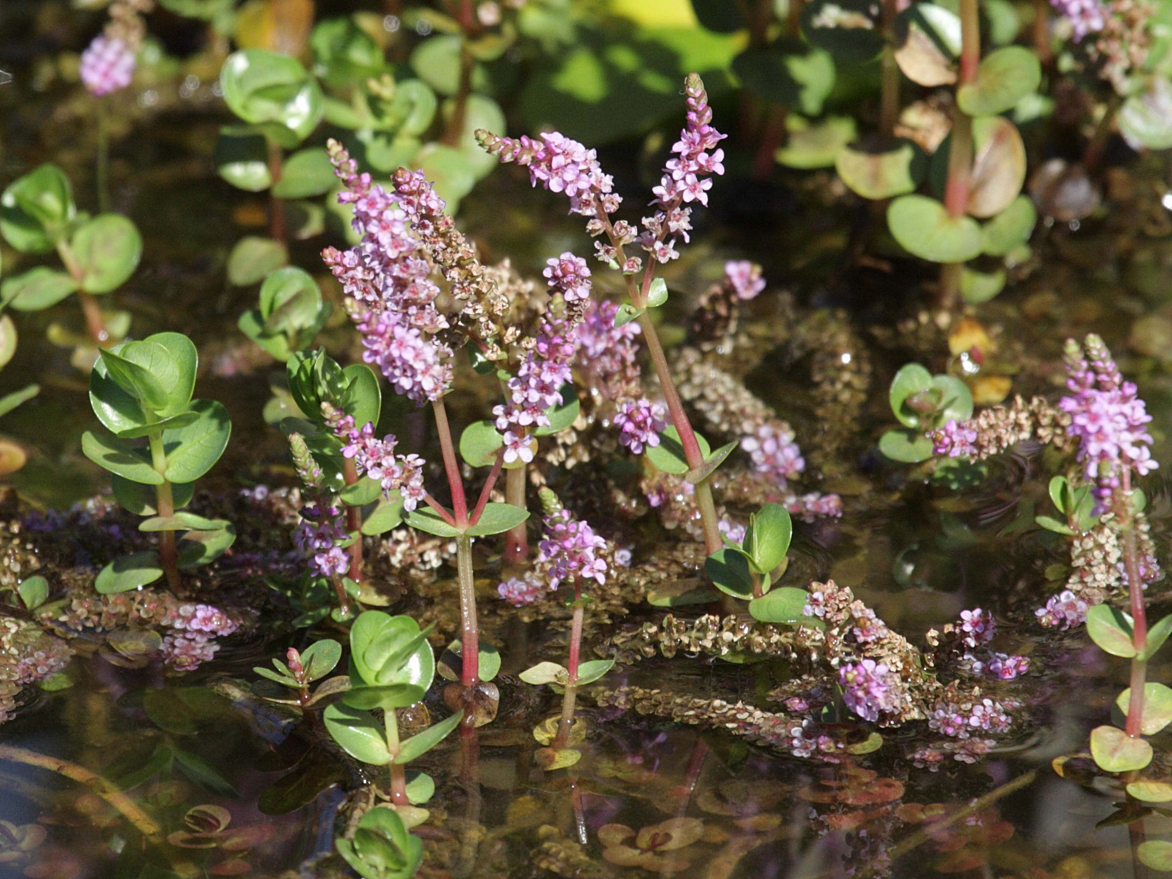 rotala_rotundifolia2bd