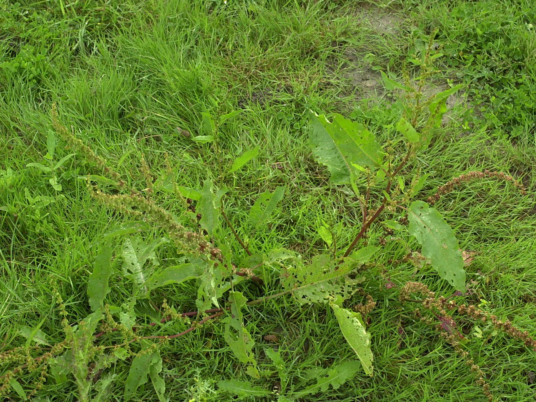 Afficher le média rumex_obtusifolius2md rumex_obtusifolius2md