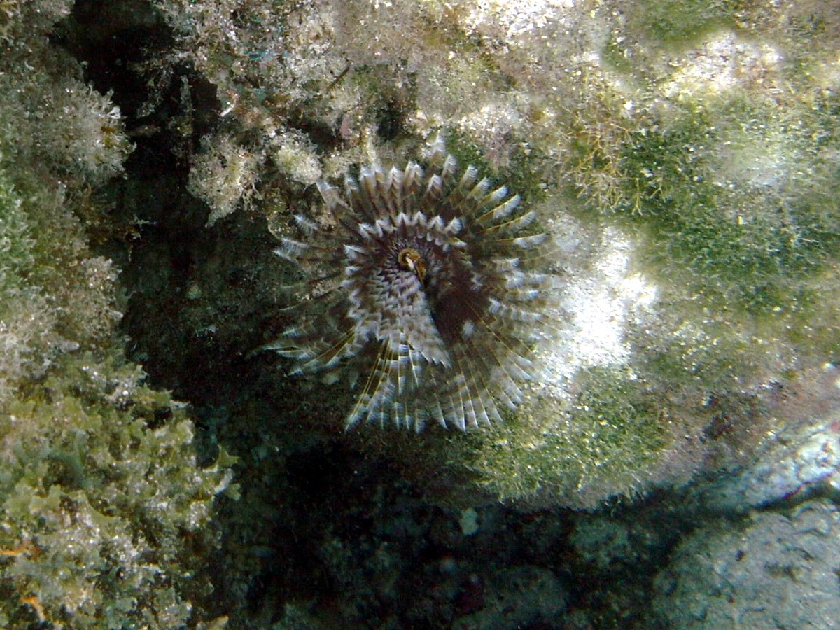 sabellastarte_magnifica2bd