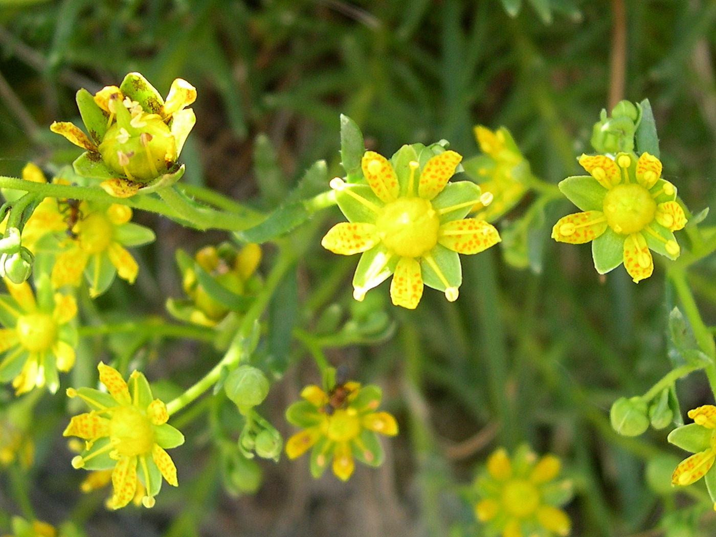 Afficher le média saxifraga_aizoides2md saxifraga_aizoides2md