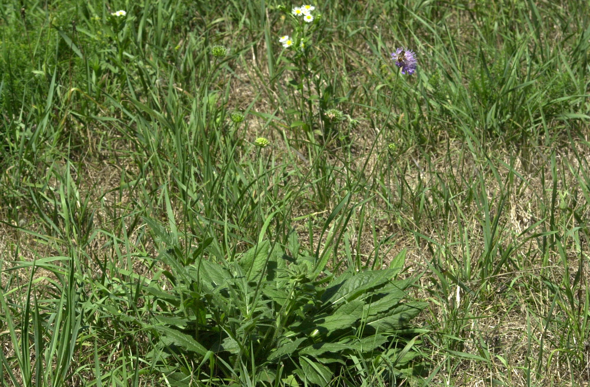 scabiosa_columbaria1md