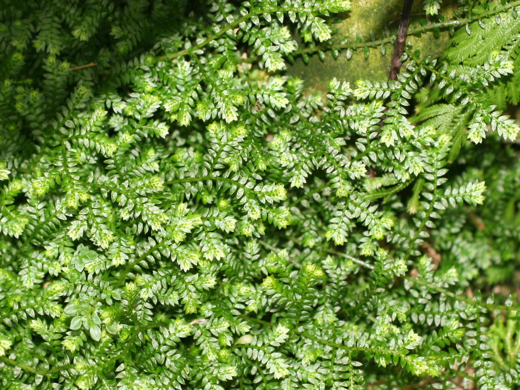 selaginella_pallescens1md