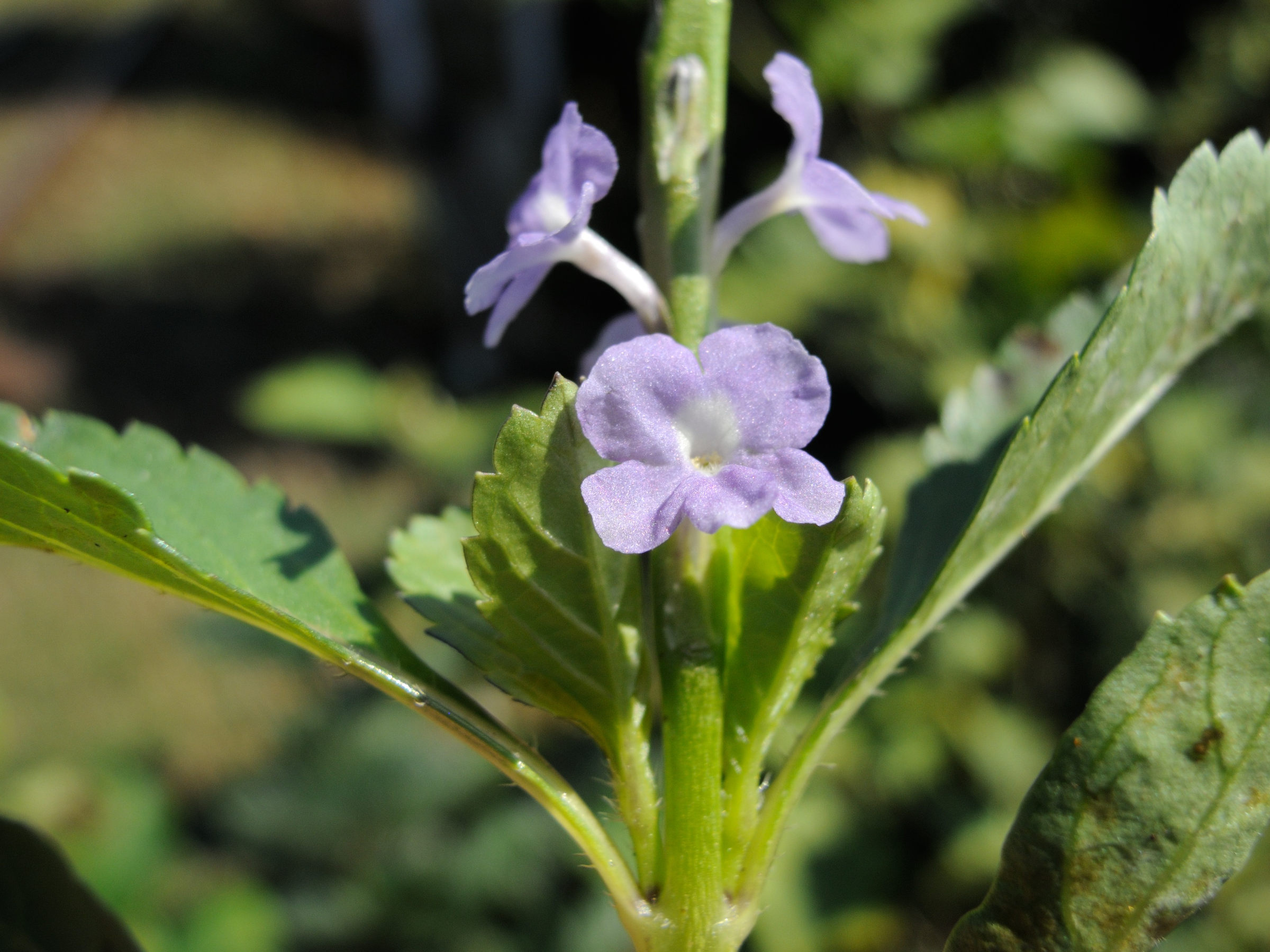 stachytarpheta_jamaicensis4md