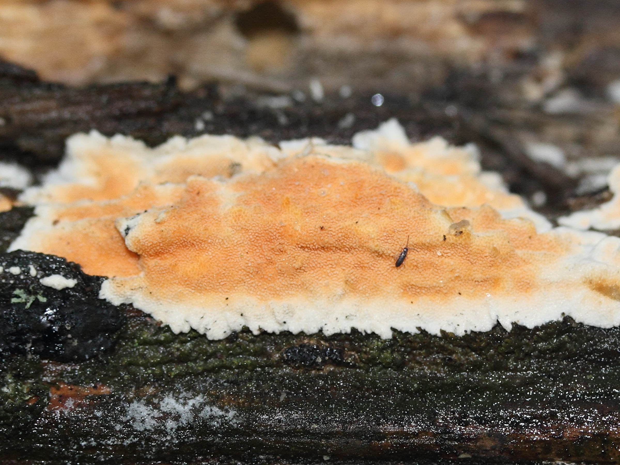 steccherinum_ochraceum1md