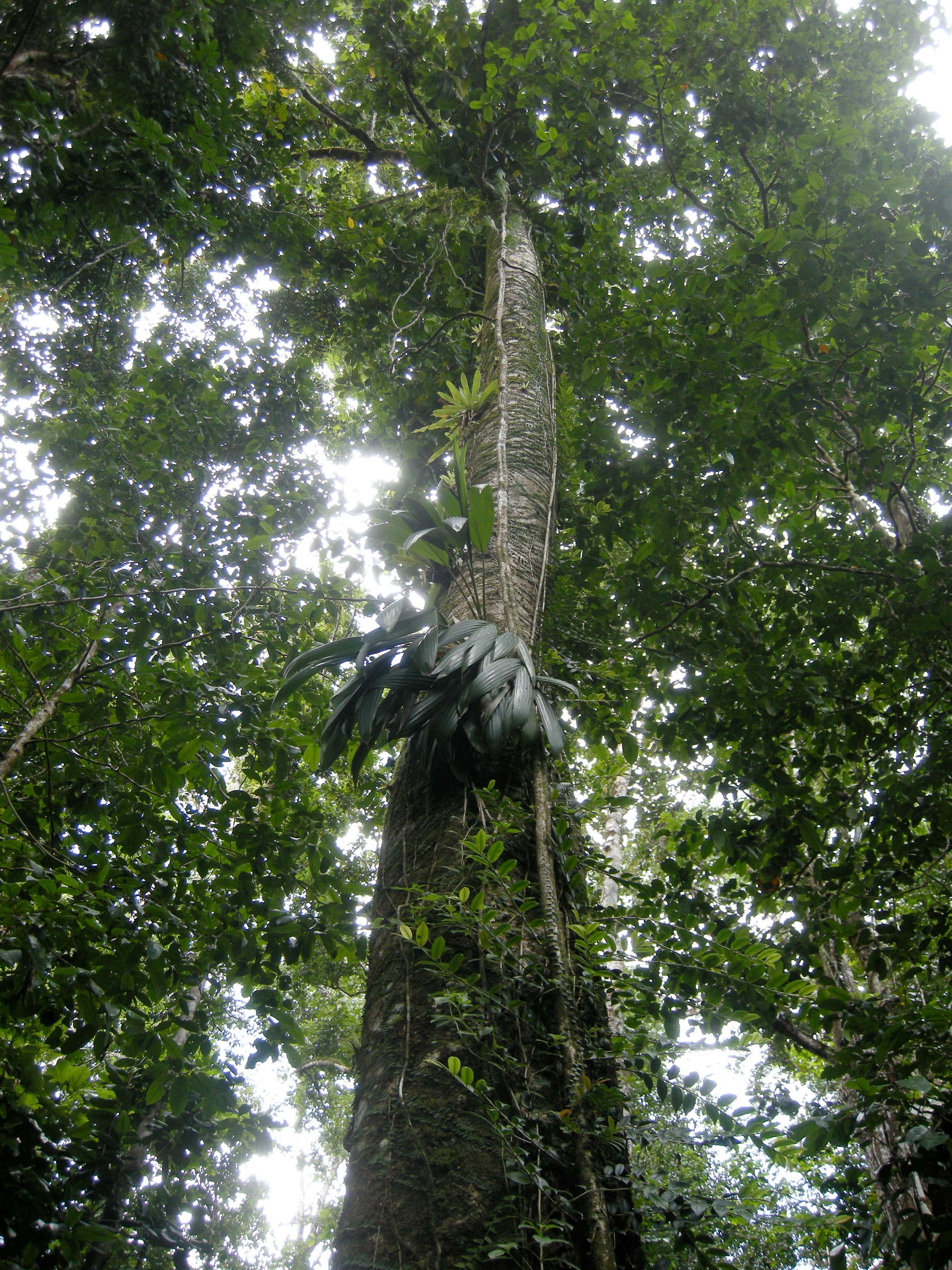 Afficher le média talauma_dodecapetala3md talauma_dodecapetala3md