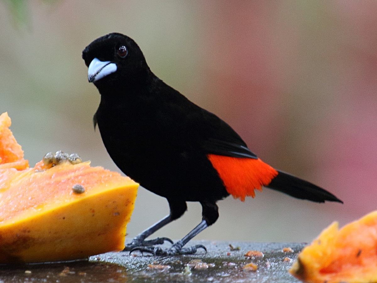 Afficher le média tangara_a_croupion_rouge_-_ramphocelus_passerinii2bd tangara_a_croupion_rouge_-_ramphocelus_passerinii2bd