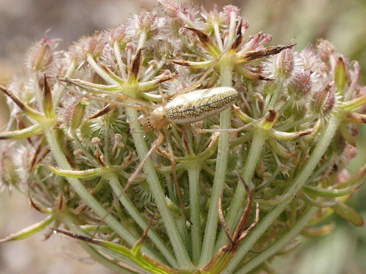 Afficher le média tetragnatha_extensa3md tetragnatha_extensa3md