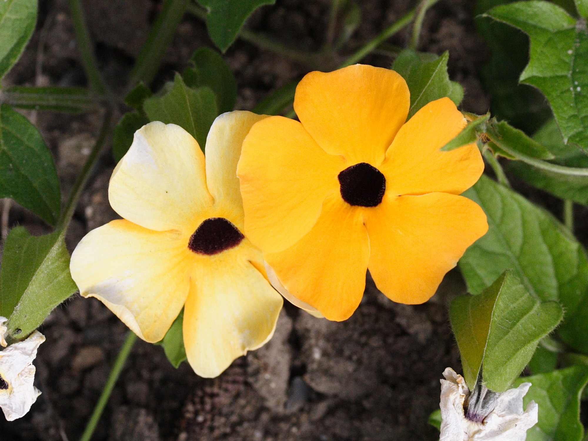thunbergia_alata3md