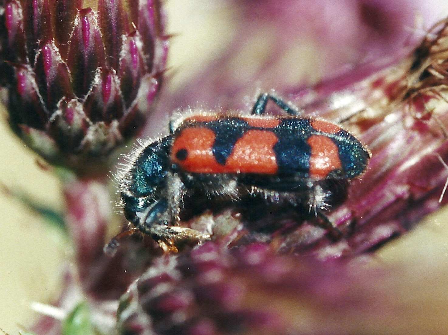 trichodes_apiarius1md