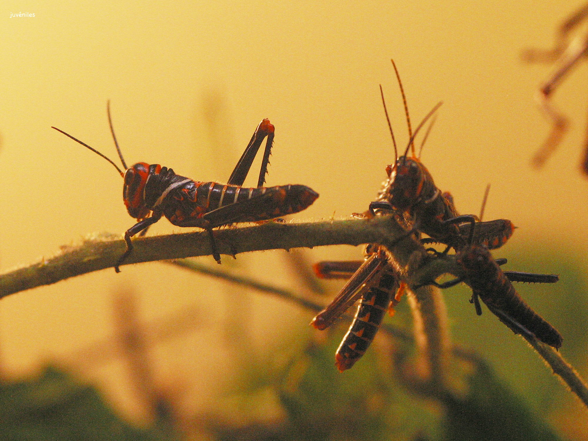 tropidacris_collaris1md