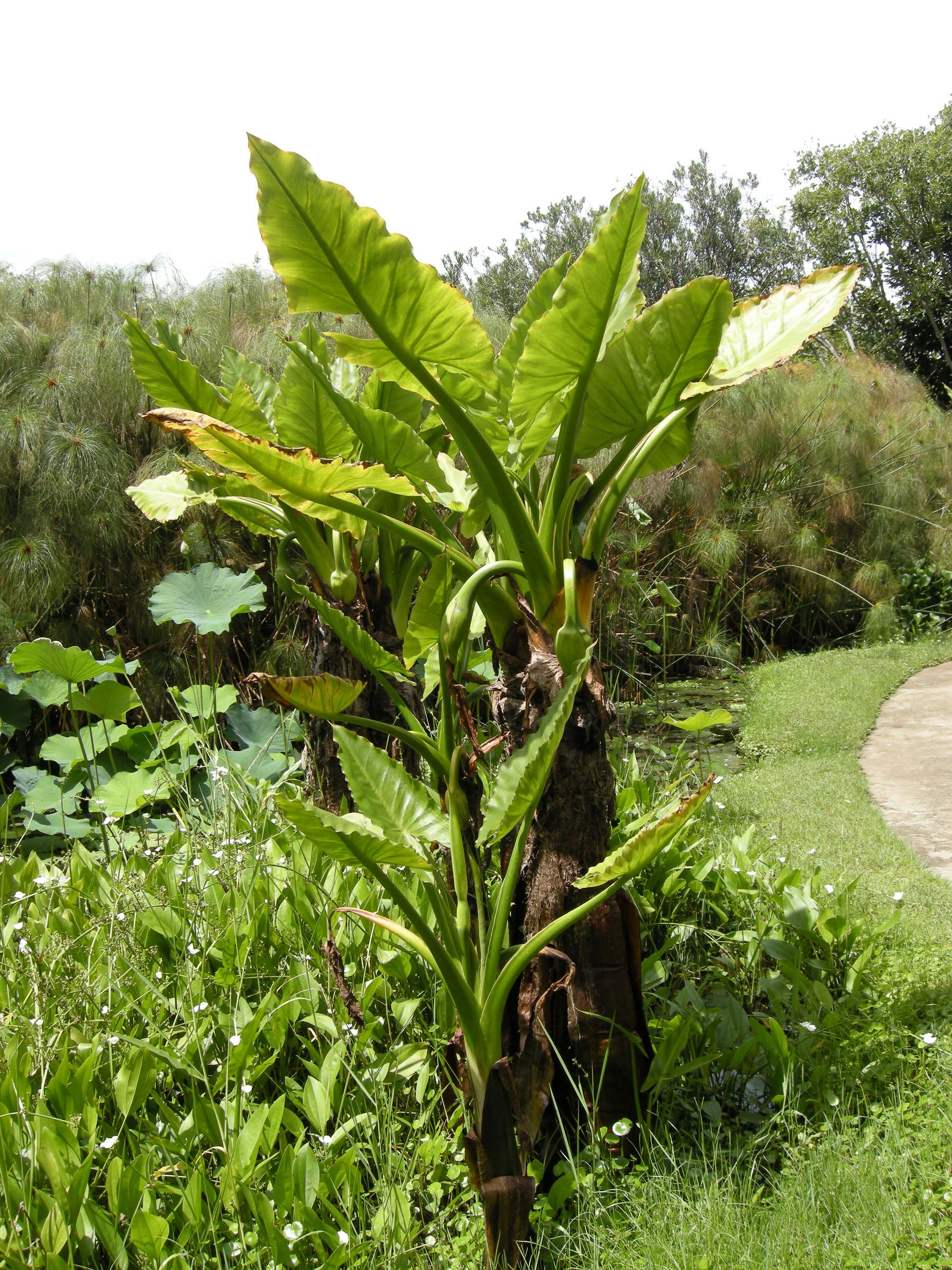 typhonodorum_lindleyanum2md