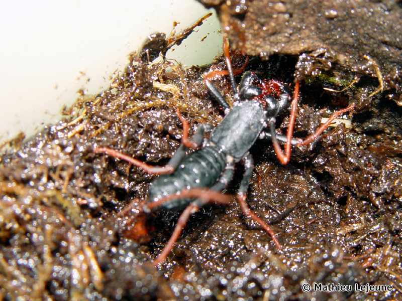 typopeltis_guangxiensis3ml