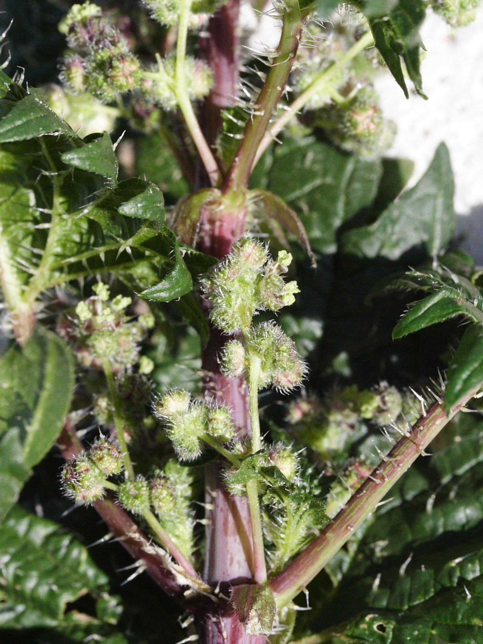 urtica_pilulifera2md