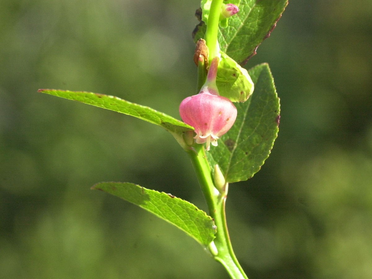 Afficher le média vaccinium_myrtillus5md vaccinium_myrtillus5md