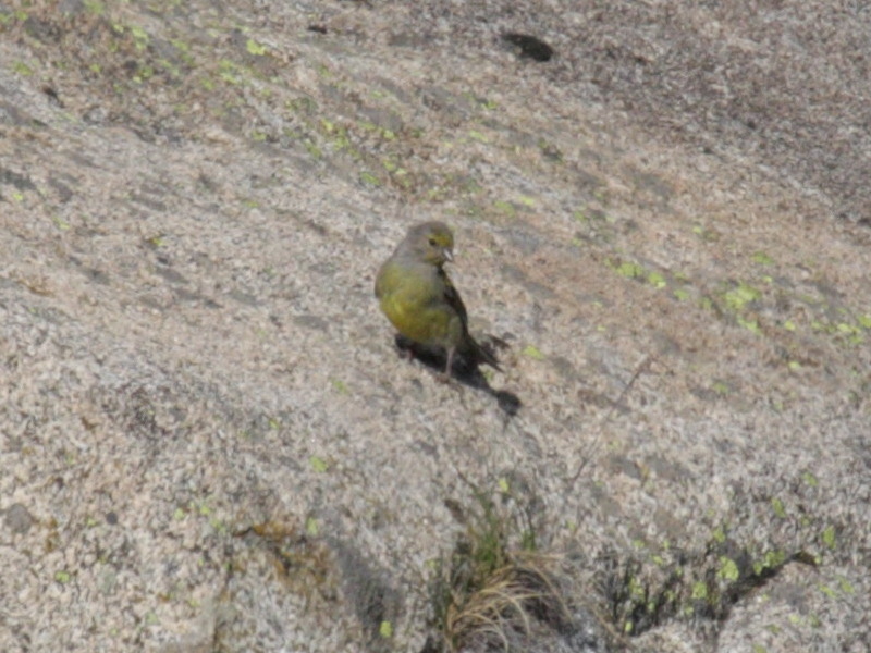 Afficher le média venturon_montagnard_-_carduelis_citrinella1bd venturon_montagnard_-_carduelis_citrinella1bd