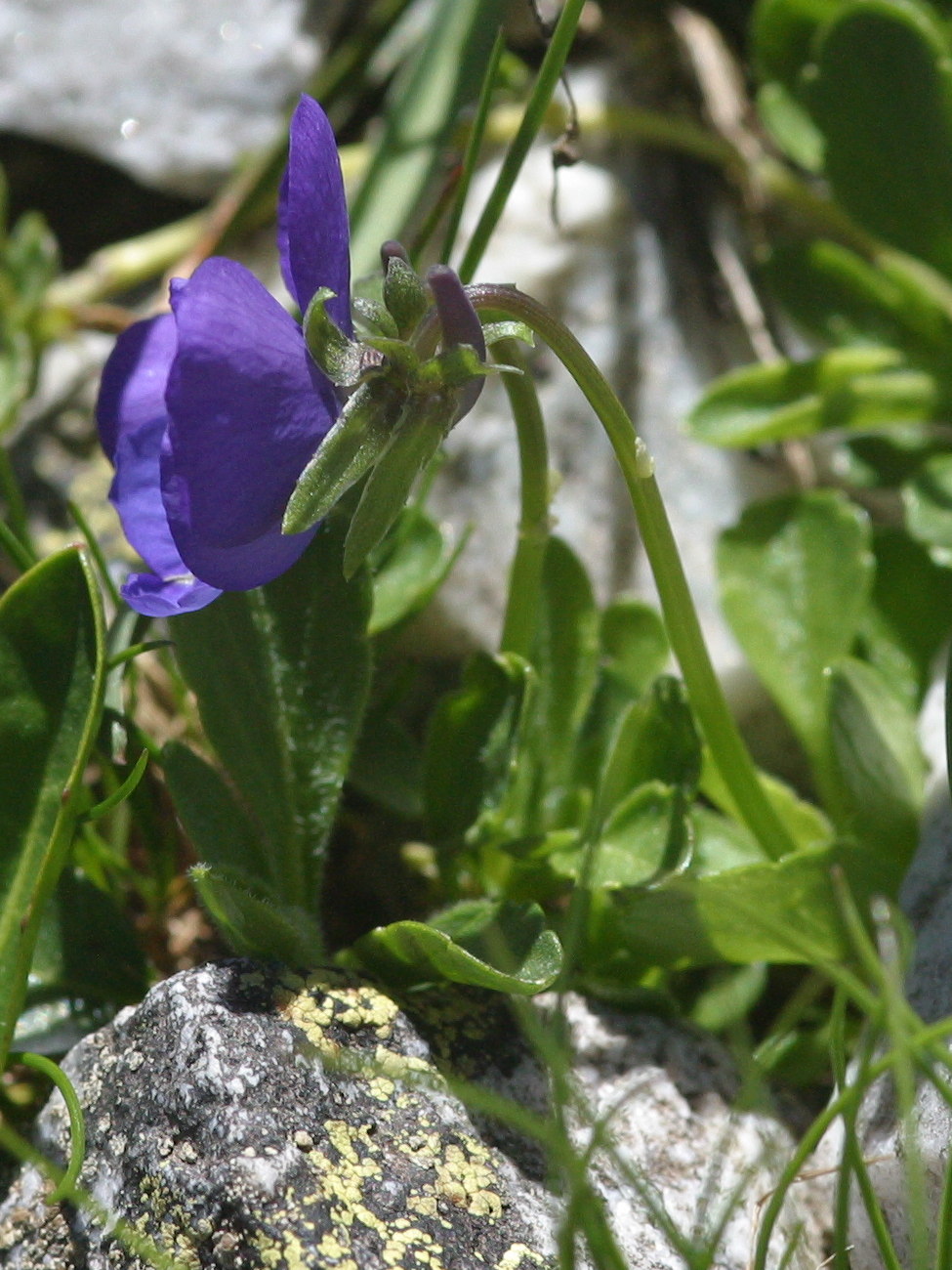 viola_cenisia3md