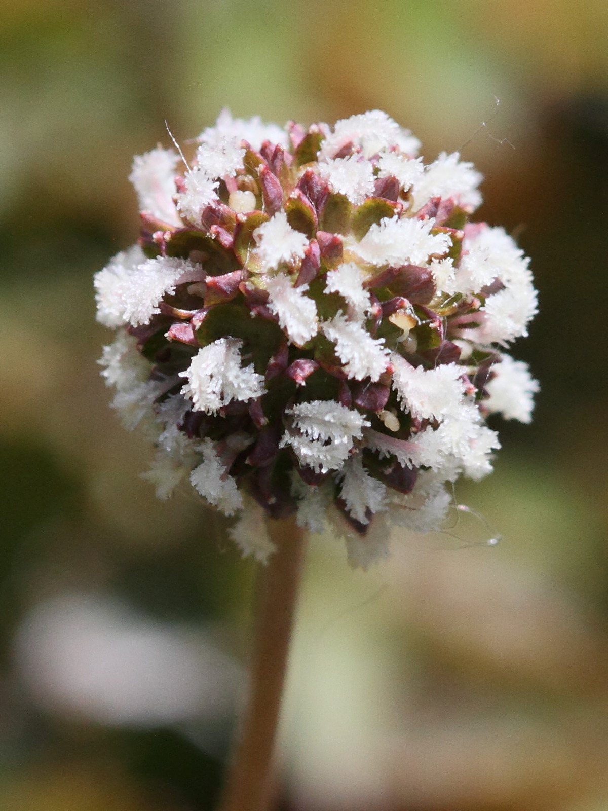 acaena_buchananii1bd