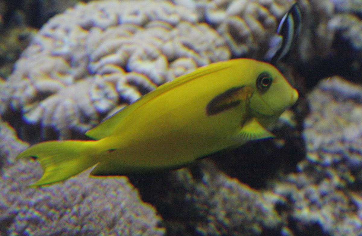 acanthurus_olivaceus2bd