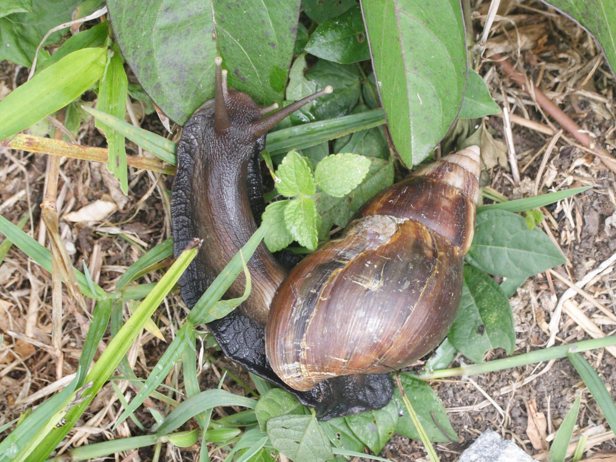 Afficher le média achatina_fulica3md achatina_fulica3md