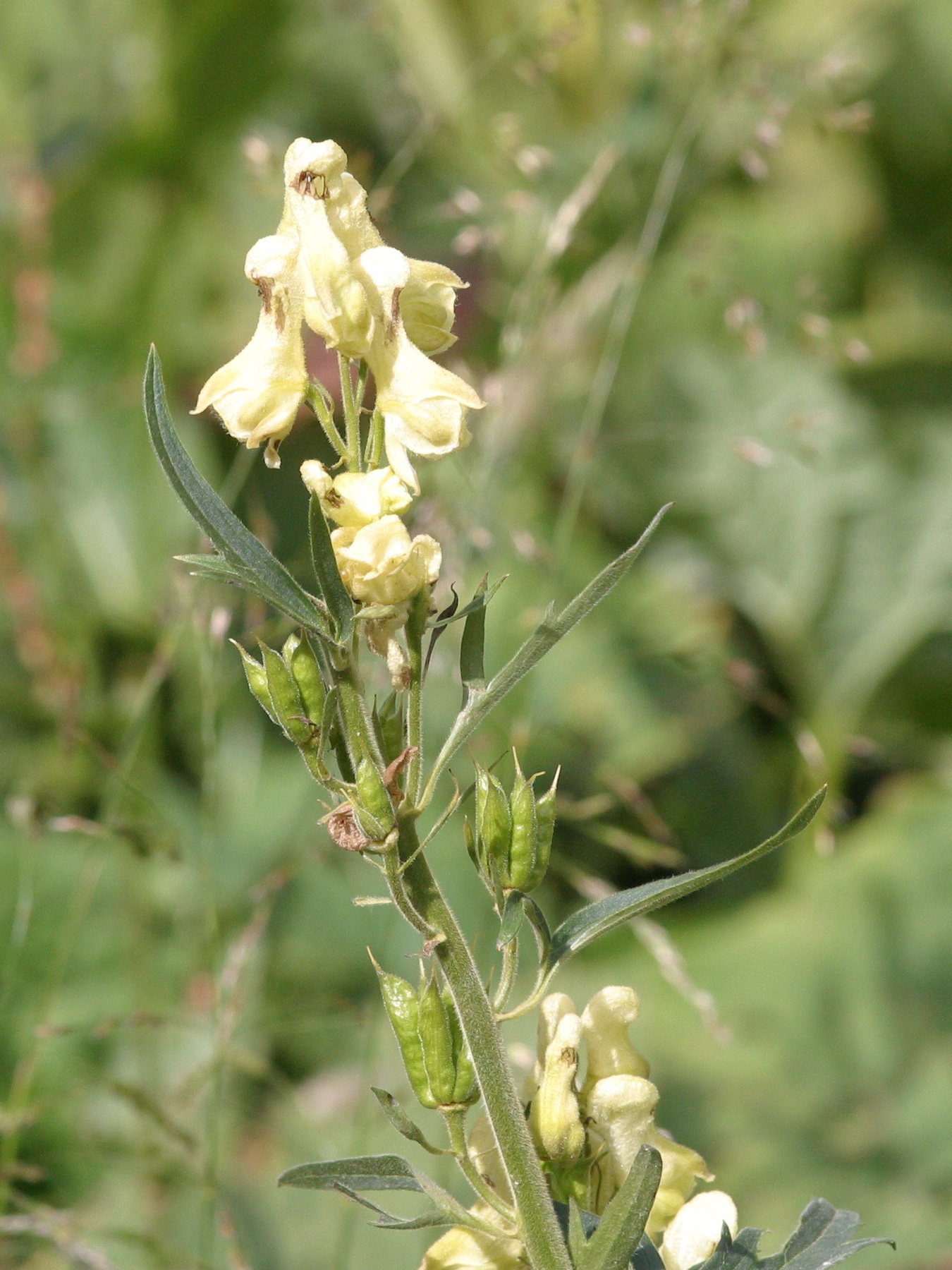 Afficher le média aconitum_lycoctonum_vulparia1bmd aconitum_lycoctonum_vulparia1bmd