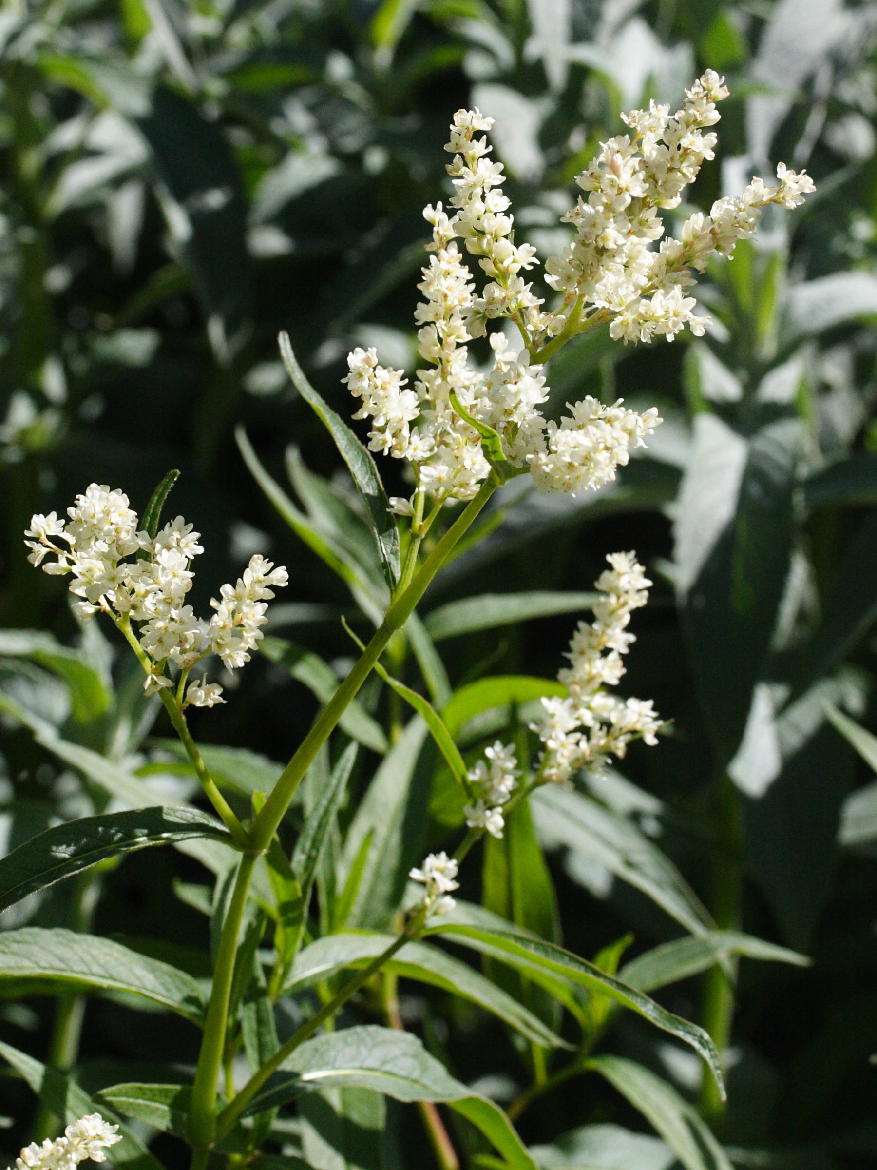 aconogonum_alpinum1md