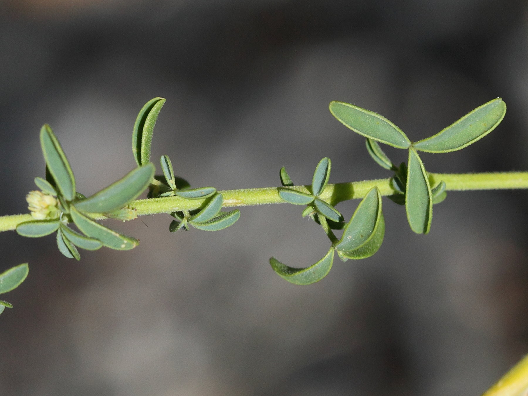 Afficher le média adenocarpus_telonensis2md adenocarpus_telonensis2md