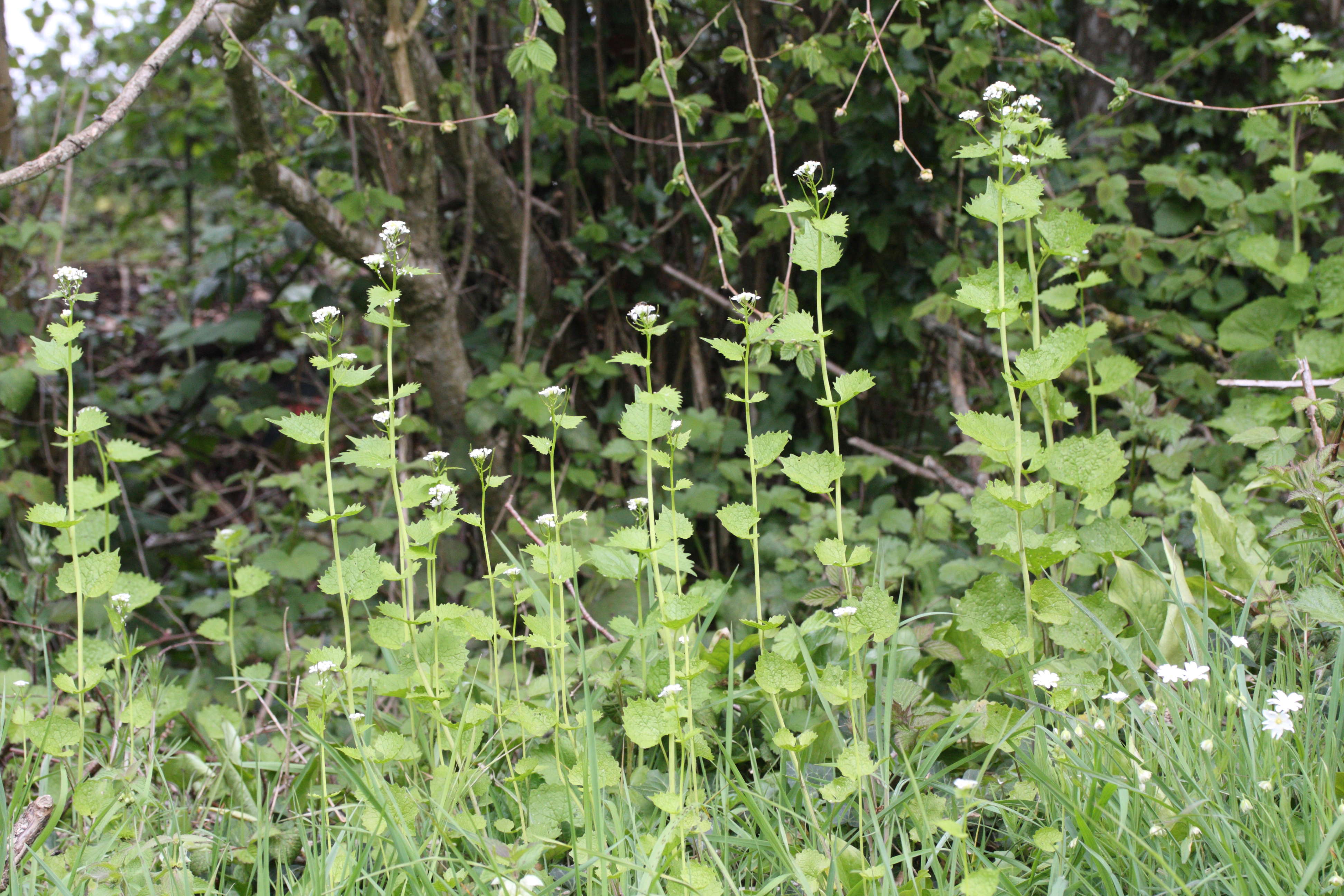 Afficher le média alliaria_petiolata3md alliaria_petiolata3md