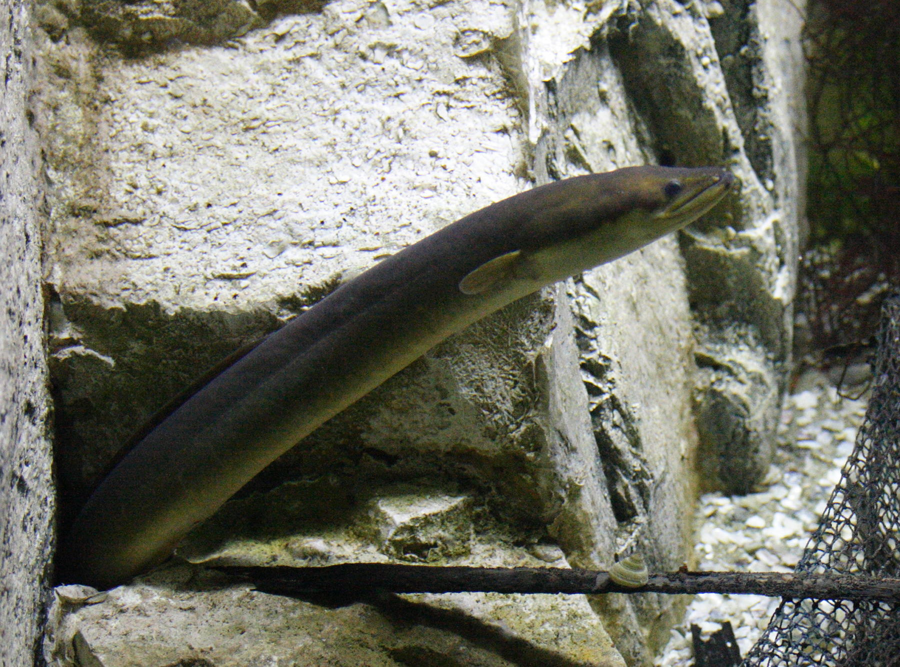 anguilla_anguilla1md