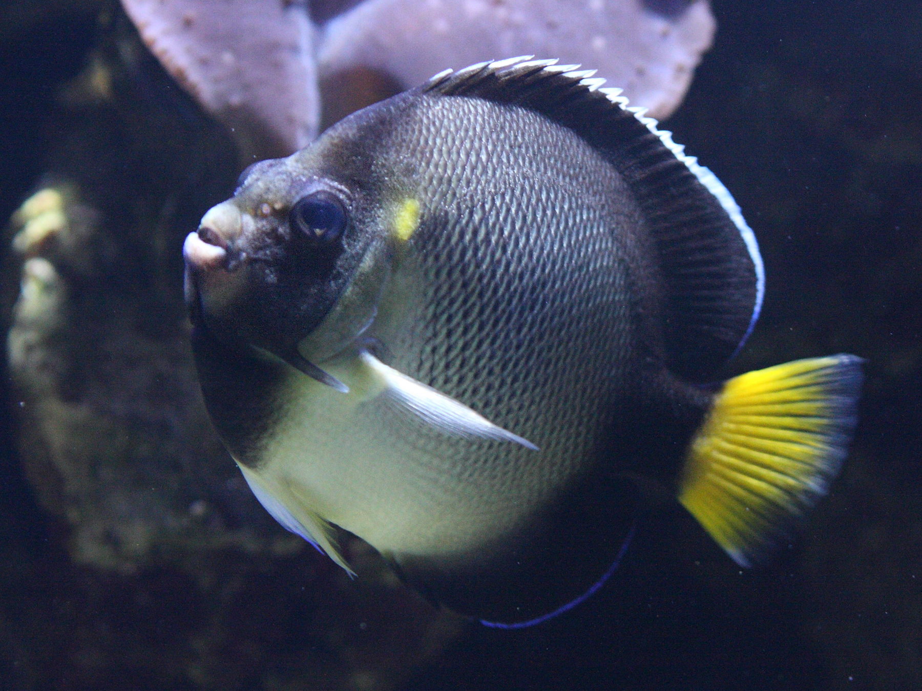 Afficher le média apolemichthys_xanthurus1bd apolemichthys_xanthurus1bd